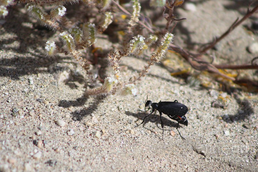 Closeup Black Blister Beetle Coachella Preserve 2 Photograph by Colleen Cornelius