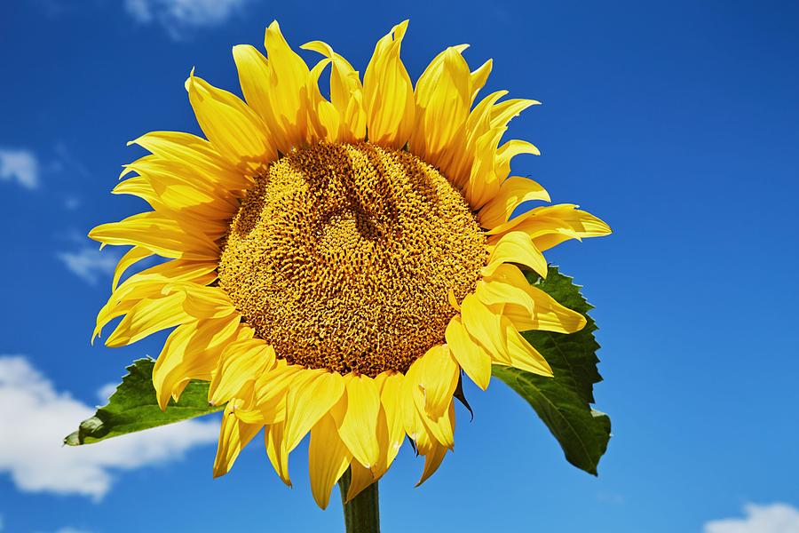 Flower Photograph - Closeup Bright Sunflower Over Blue Sky by DPK-Photo