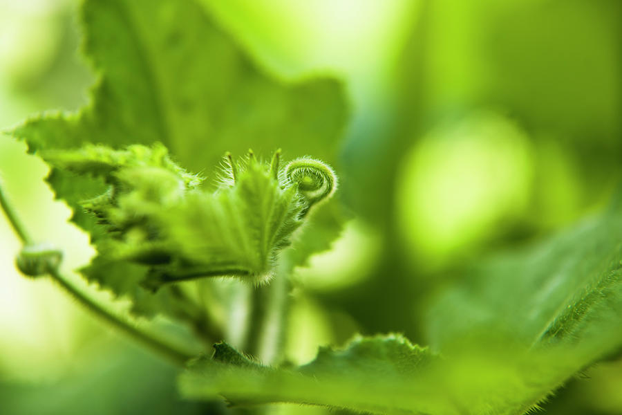 Closeup Butternut Squash Tendrils Curled Up In Leaf Photograph by Cavan ...