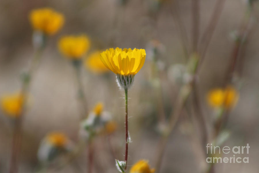 Closeup Desert Sunflowers Coachella Wildlife Preserve Photograph