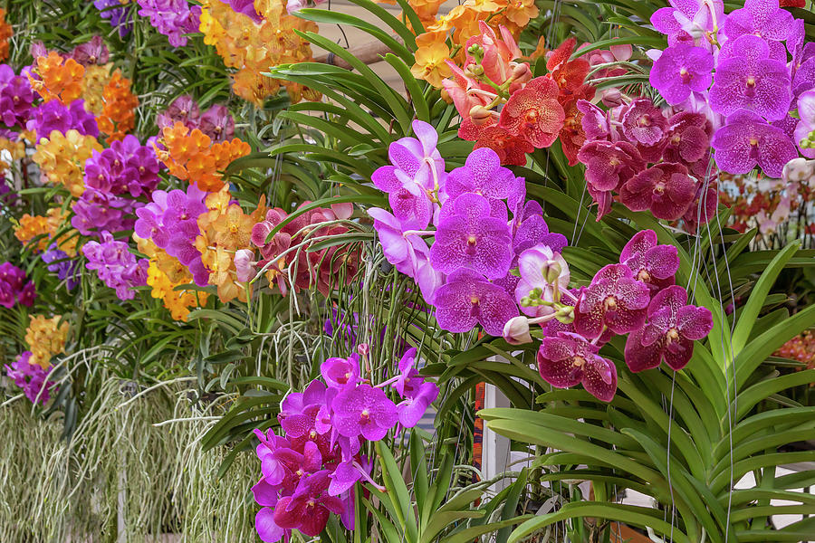 Closeup details of multi-colored orchids by Manny DaCunha Closeup details of multi-colored orchids by Manny DaCunha