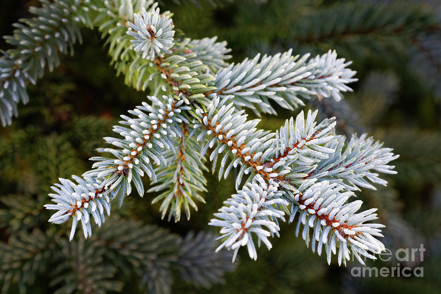 Closeup frosty frosted green winter conifer needles branches spruce tree dark green background Photograph by Robert C Paulson Jr