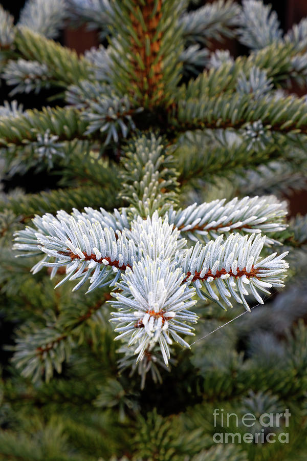 Closeup frosty frosted green winter conifer needles branches spruce tree Picea green background Photograph by Robert C Paulson Jr