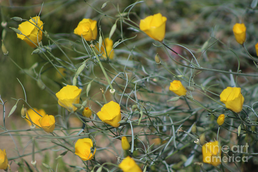Closeup Golden Yellow California Poppies Coachella Wildlife Preserve Photograph
