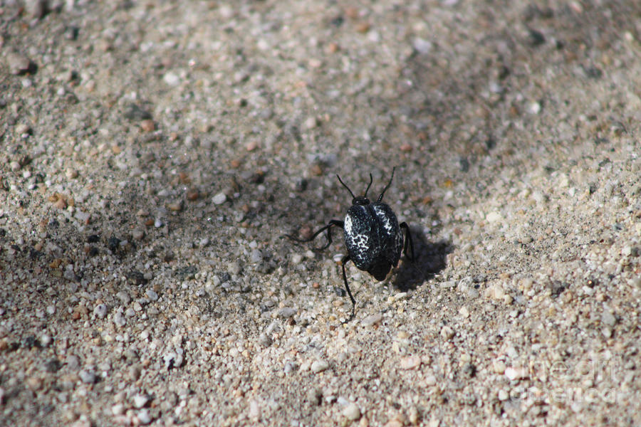 Closeup Hermit Flower Beetle Coachella Preserve Photograph by Colleen Cornelius