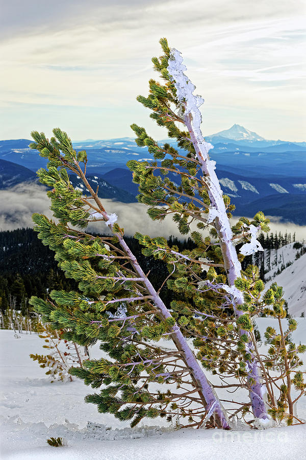 Closeup Ice Covered Icy Conifer Tree Leaning From Wind With Winter Forest Valley In Background Photograph by Robert C Paulson Jr