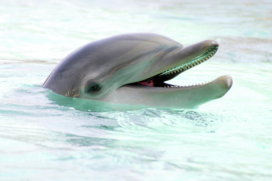 Closeup Of A Bottlenose Dolphin In The Photograph by Geri Lavrov