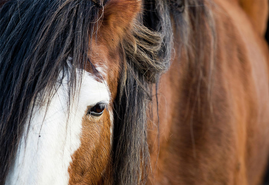 Closeup Of A Brown And White Clydesdale Photograph by Gannet77