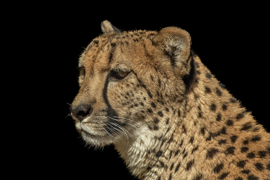 Closeup Of A Cheetah Photograph