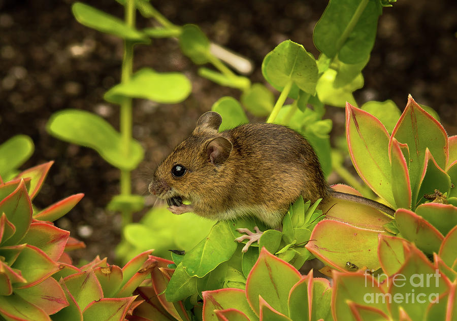 Closeup Of A Cute Little Mouse With Brown Fur Sitting On Plant With Green Leaves And Eats A Seed Photograph by Andreas Berthold