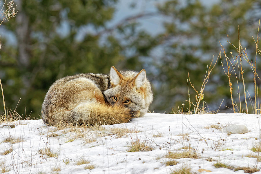 Healthy Coyote Curled Sleeping Open Eyes Photograph by Robert C Paulson Jr