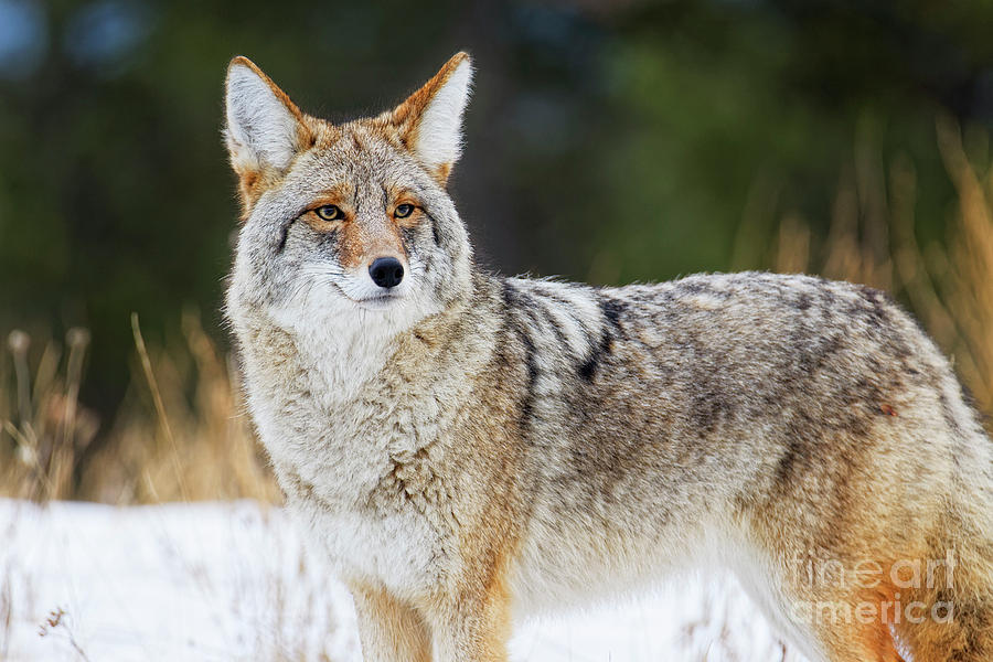 Closeup of a healthy handsome coyote looking almost at you in wi ...