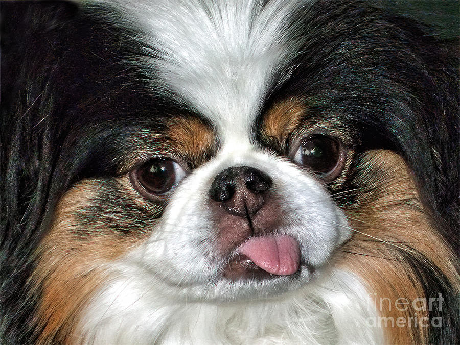 Dog Photograph - Closeup of a Japanese Chin Dog with her tongue sticking out by Jim Fitzpatrick
