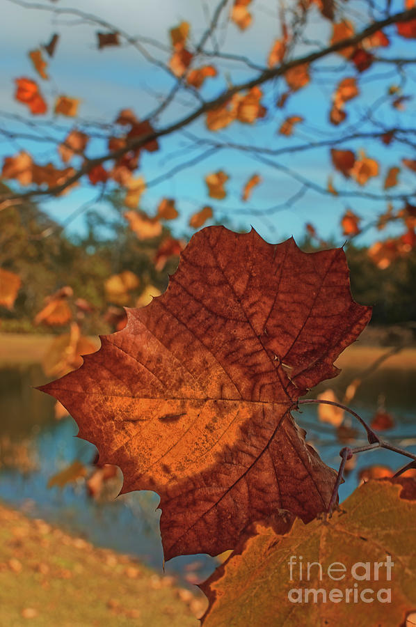 Closeup of a Leaf - 1307 by Marvin Reinhart Closeup of a Leaf - 1307 by Marvin Reinhart