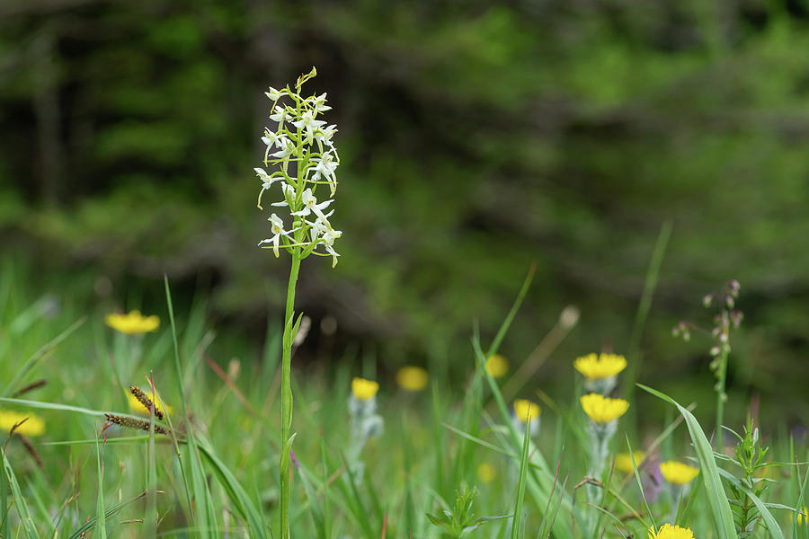 Closeup Of A Lesser Butterfly-orchid In The Austrian Alps Photograph
