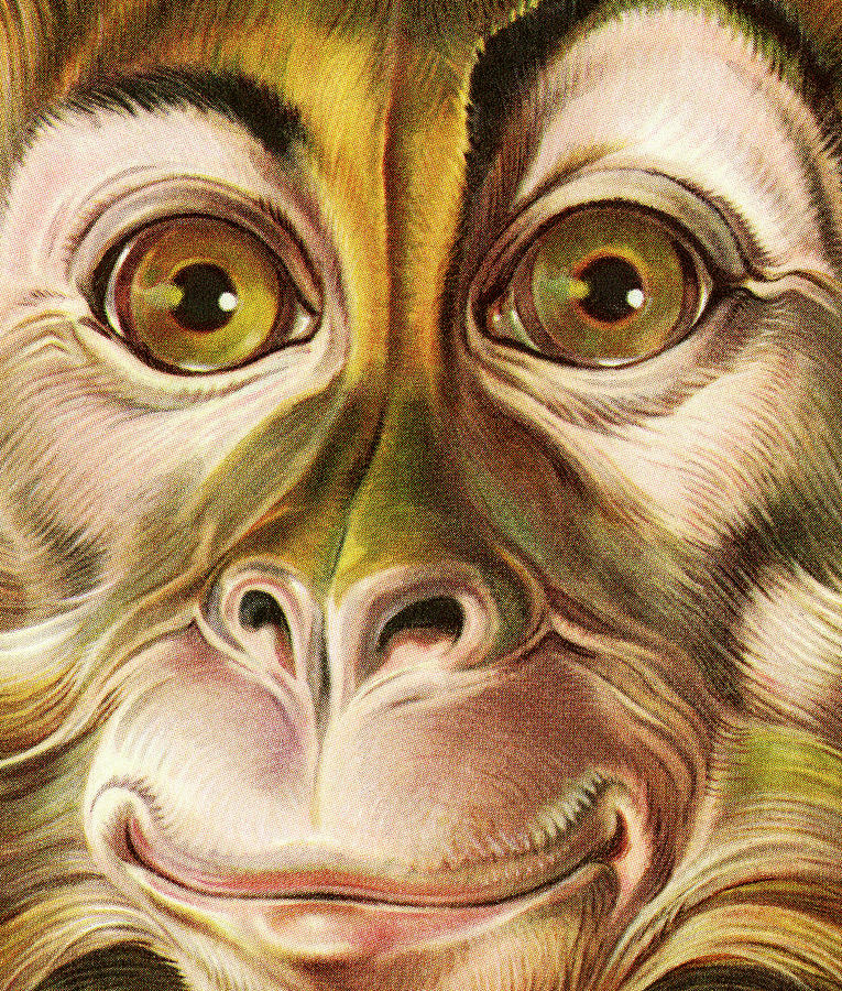 Vintage Drawing - Closeup of a Monkey Face by CSA Images