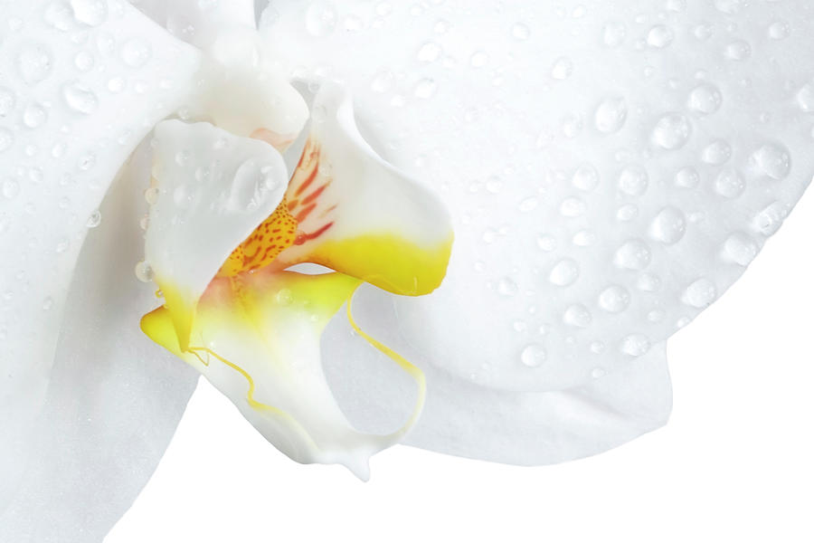 Closeup Of A Phalaenopsis Orchid Photograph by Missing35mm
