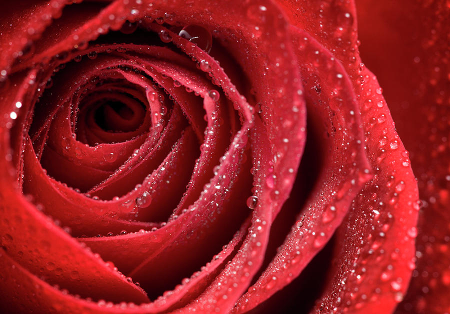 Closeup Of A Red Rose Photograph by Ranplett