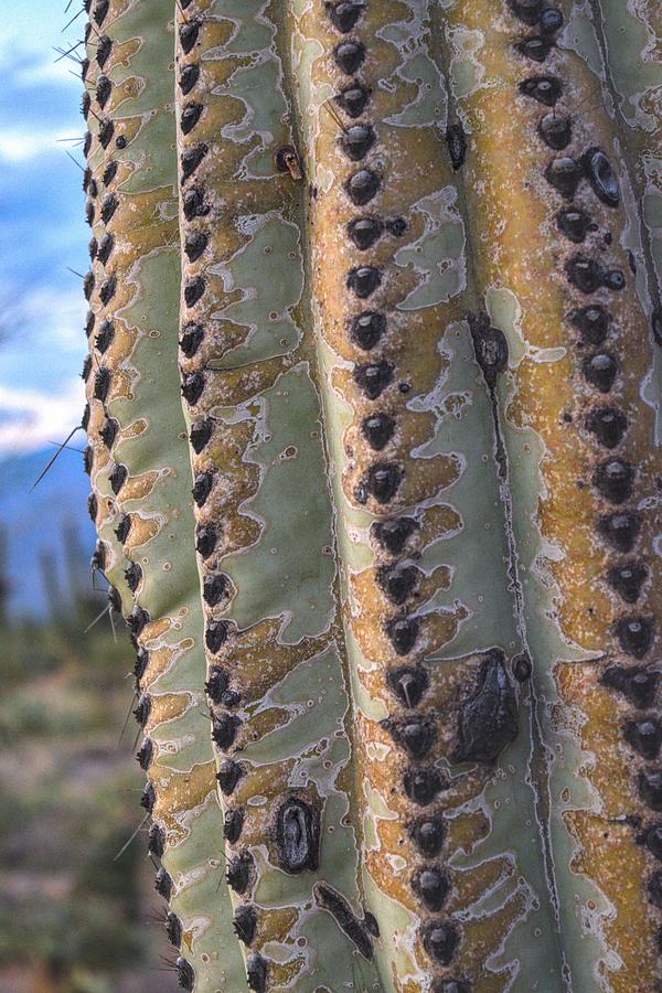 Closeup of a saguaro cactus natural abstract Photograph by Chance Kafka