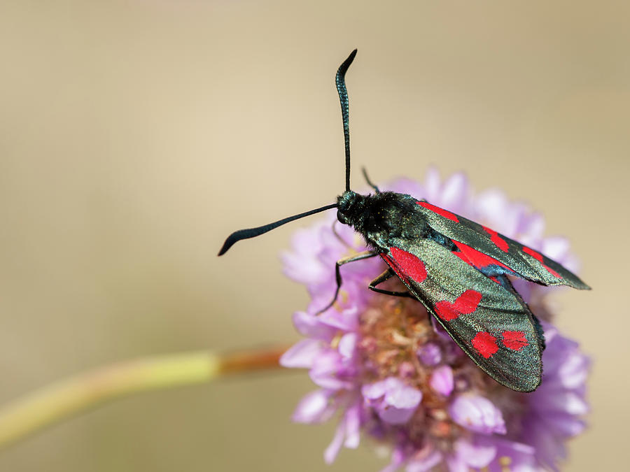 Closeup Of A Six-spot Burnet Moth Sitting On A Flower Photograph