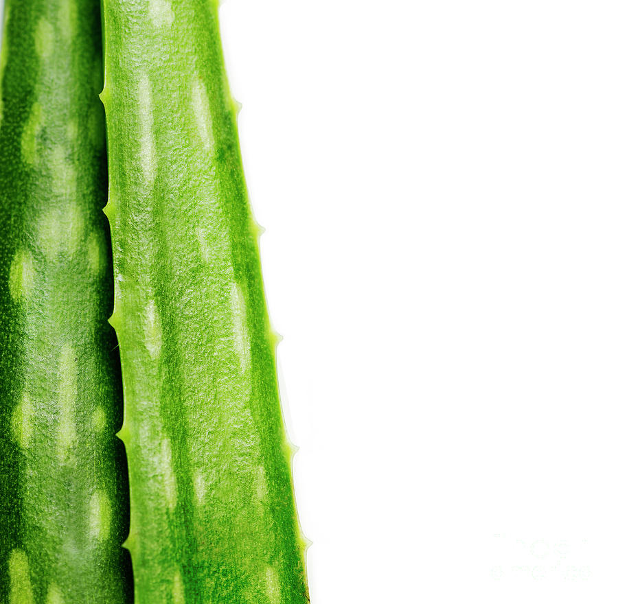 Closeup of aloe vera plant isolated over white background. Photograph by  Jelena Jovanovic - Pixels
