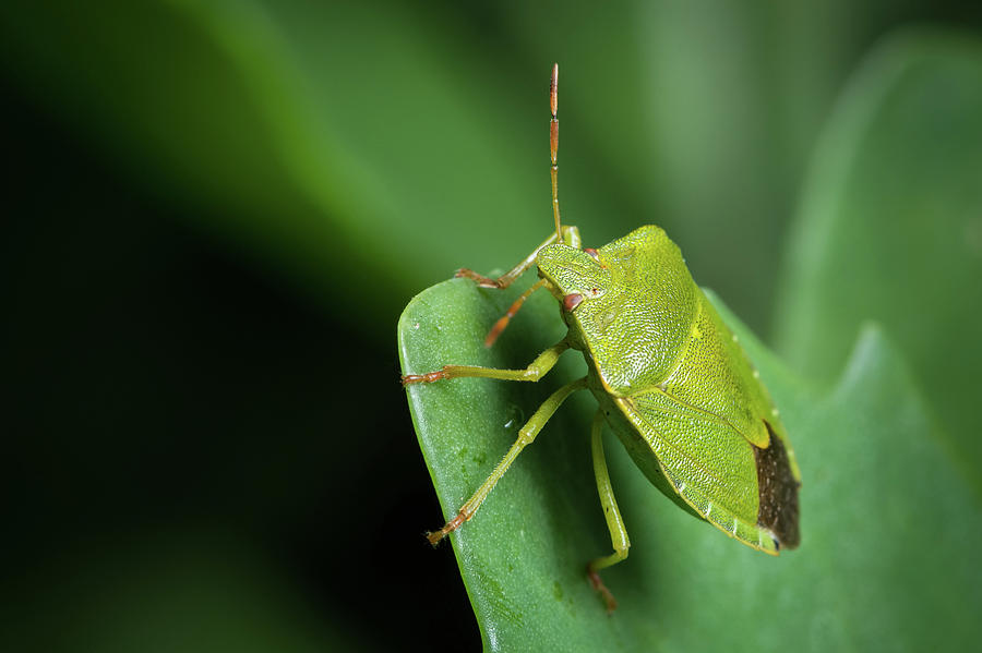 Closeup of an adult green shield bug sitting on a green leaf Photograph ...