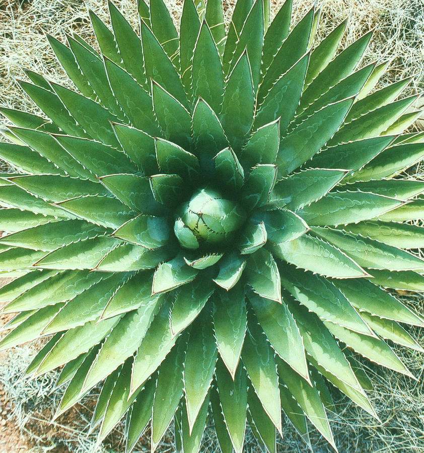 Closeup Of An Agave Photograph by Mkf