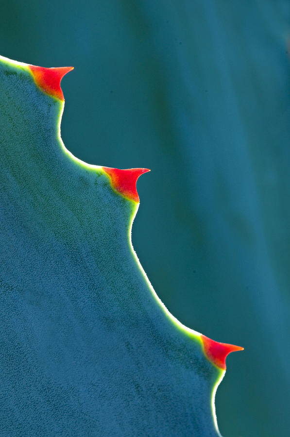 Closeup Of Backlit Agave Leaf And Photograph by Ed Reschke