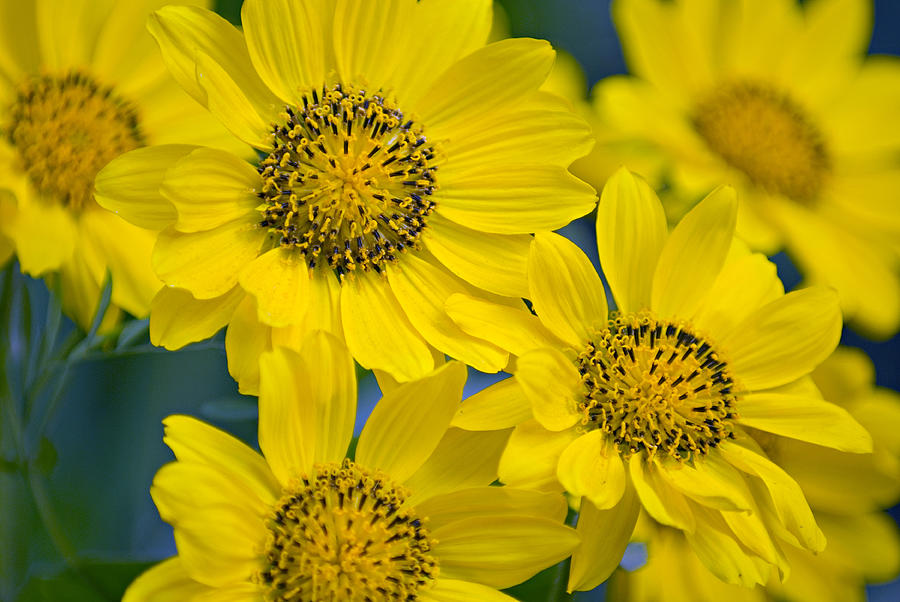 Closeup Of Balsalmroot Flowers Photograph by Alan Majchrowicz