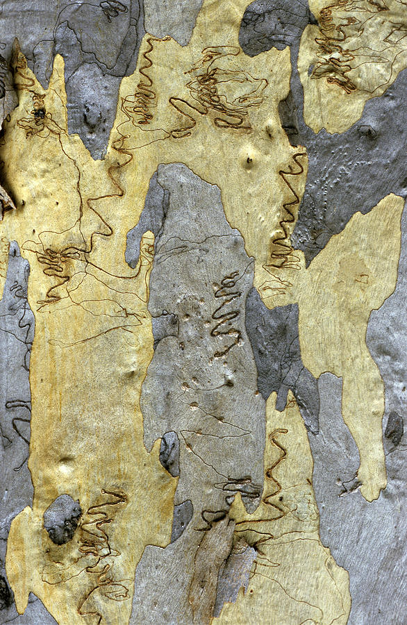 Closeup Of Bark Of Scribbly Or White Photograph by Gunter Ziesler