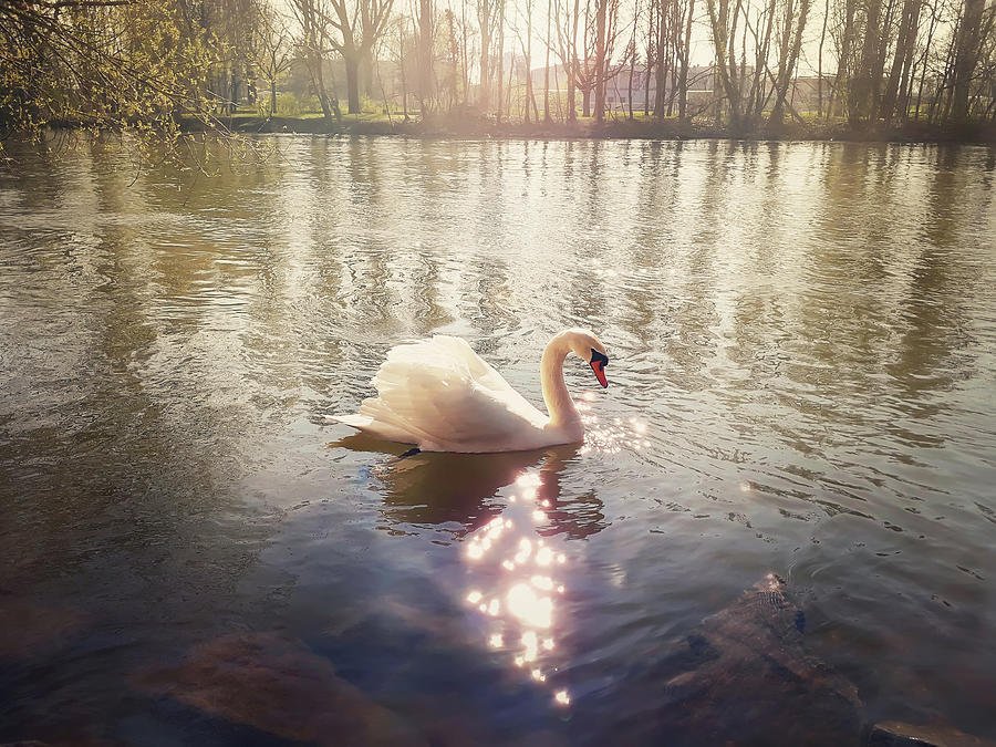 Swans Wallpaper | ✿ deugnietenco.nl