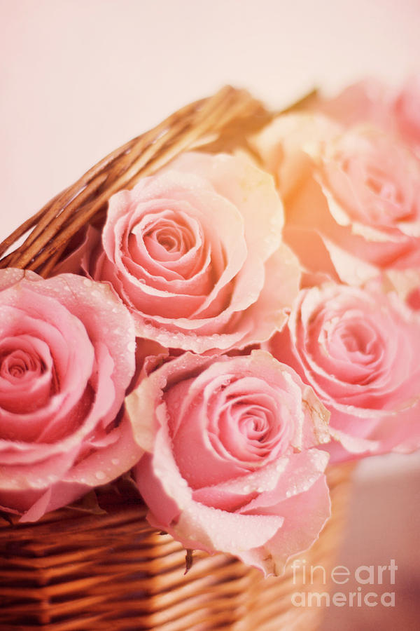 Closeup Of Beautiful Pink Roses In A basket With Water Droplets Photograph by Ethiriel Photography