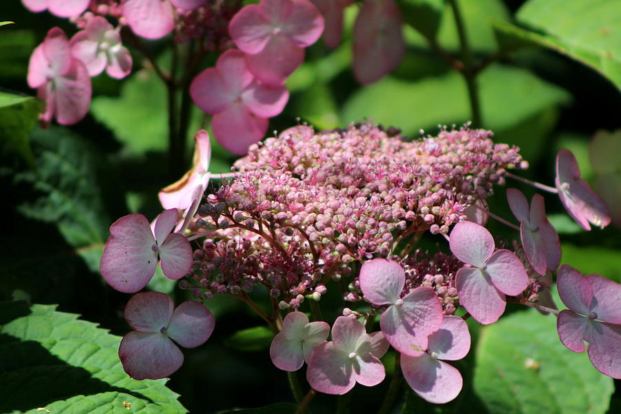 Closeup of Bouquet Pink Hydrangea Photograph by Colleen Cornelius
