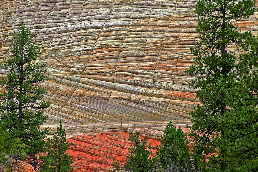 Closeup of Checkerboard Mesa along Zion-Mount Carmel Highway Tunnel in Zion  National Park, Utah by Ruth Hager