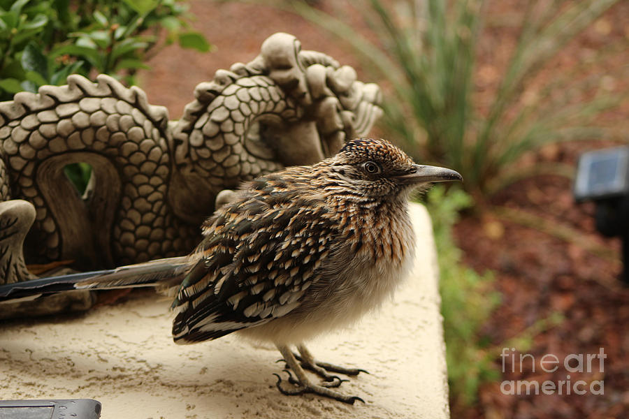 Closeup of Cold Fluffed Up Road Runner by Dragon Photograph by Colleen Cornelius