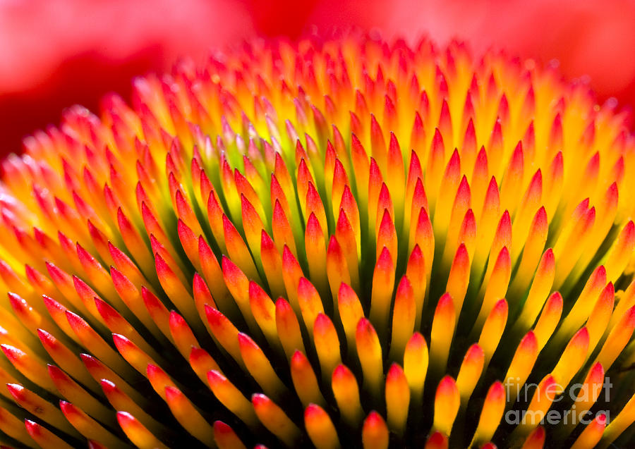 Delicate Photograph - Closeup Of Flower Echinacea Purpurea by Miloussk Delicate Photograph - Closeup Of Flower Echinacea Purpurea by Miloussk