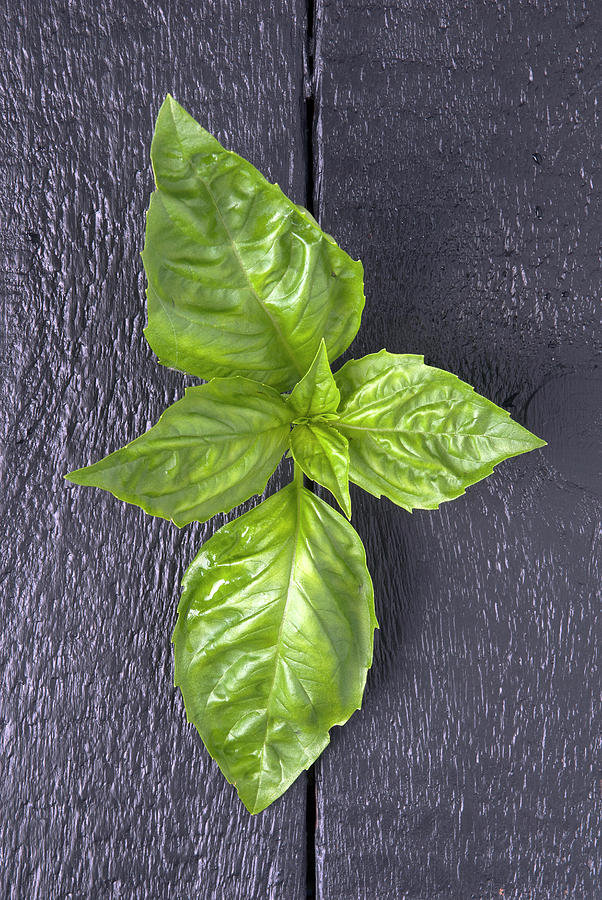 Closeup Of Fresh Basil Leaf Photograph by Spyros Bourboulis