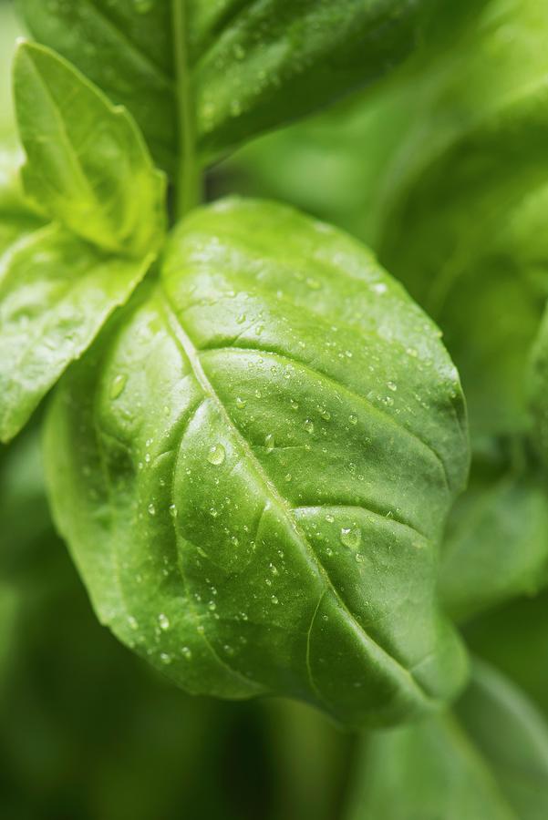 Closeup Of Fresh Basil Leaves With Water Droplets. Photograph by Lars Hallstrm