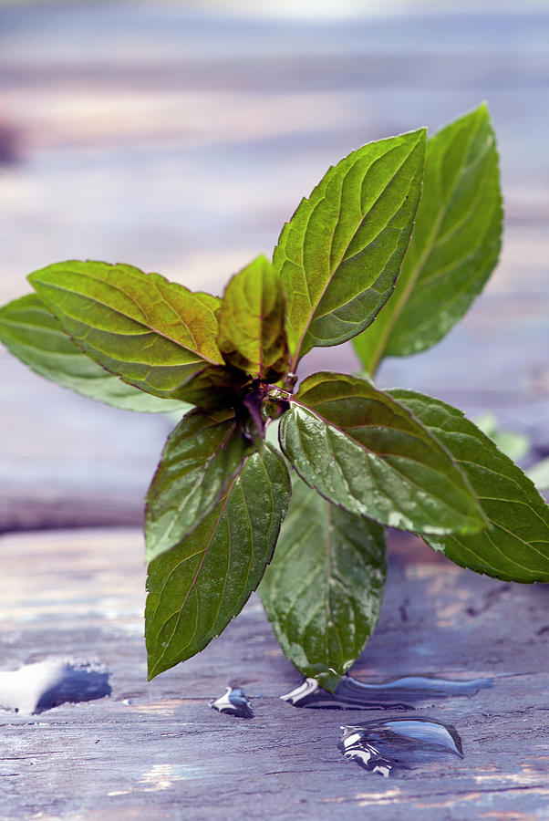 Closeup Of Fresh Wild Mint Leaf Photograph by Spyros Bourboulis