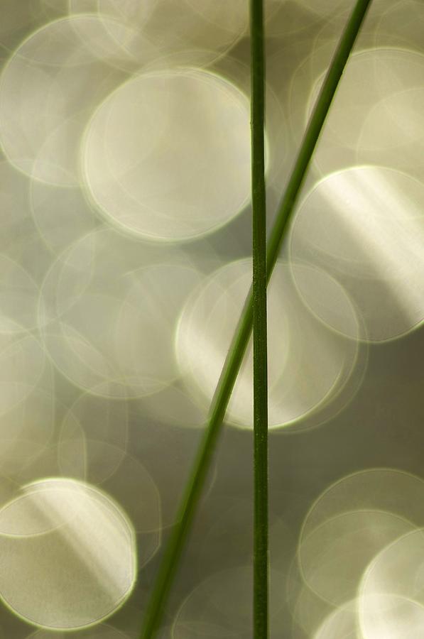 Closeup Of Grass Photograph by Rubberball/corey Hilz