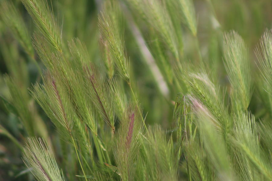 Closeup of Hayseed Heads - Wild Grasses of Utah Photograph by Colleen Cornelius