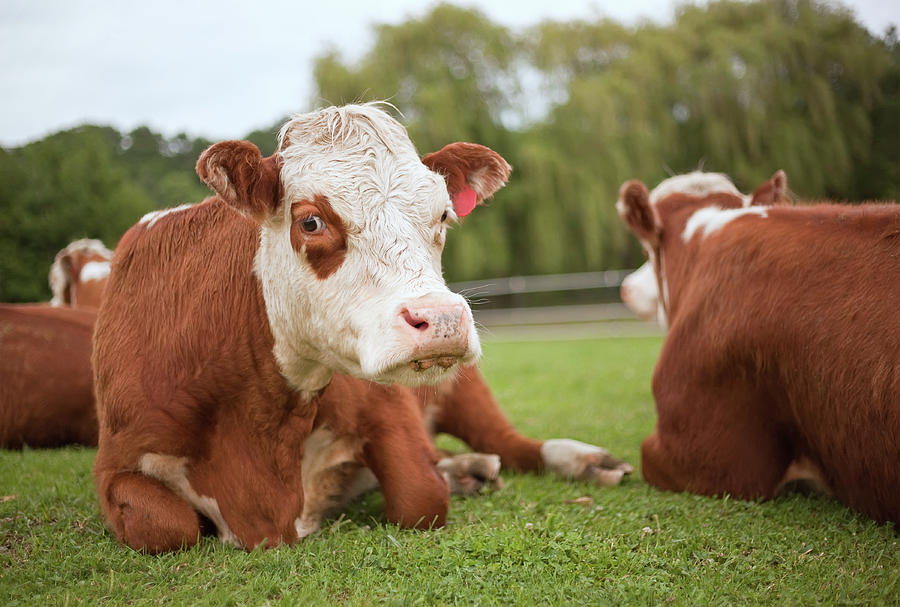 Closeup Of Hereford Cow Laying Down By Emholk