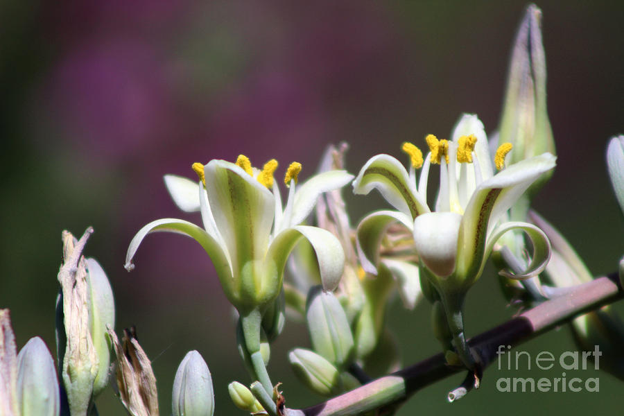 Closeup of Hesperaloe Parviflora Flower on Vivid Violet Background Photograph by Colleen Cornelius