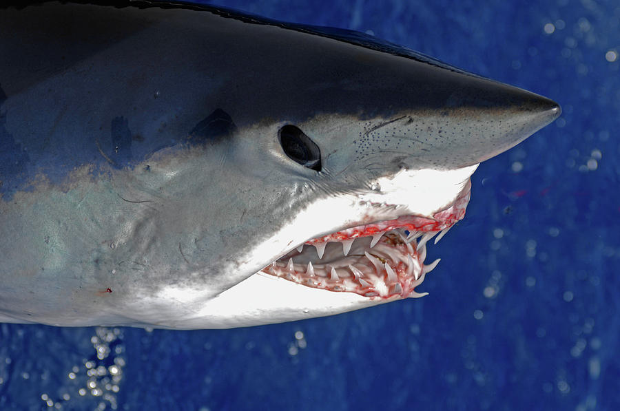 Closeup Of Mako Shark Photograph by David Shuler