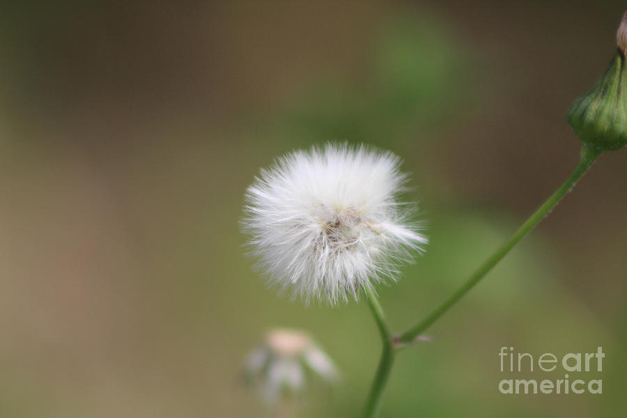 Closeup of Milkweed Seed Head Fluff by Colleen Cornelius Closeup of Milkweed Seed Head Fluff by Colleen Cornelius