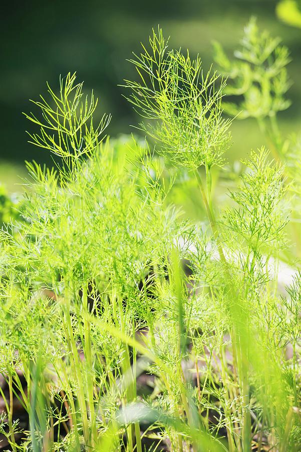 Closeup Of Organic Grown Dill anethum Graveolens Growing In Garden Photograph by Lars Hallstrm