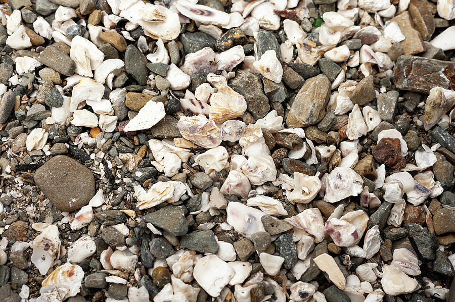 Closeup Of Oyster Shells Lying On A Beach Photograph