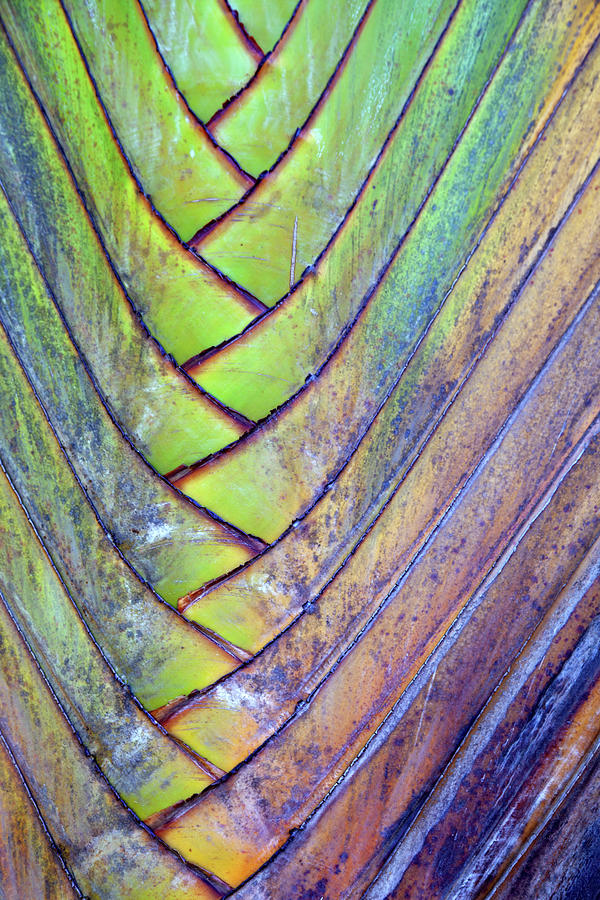 Closeup Of Palm Photograph by T-lorien