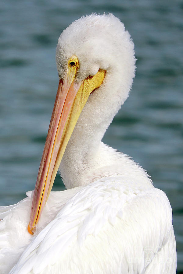 Closeup of Preening White Pelican Photograph by Carol Groenen
