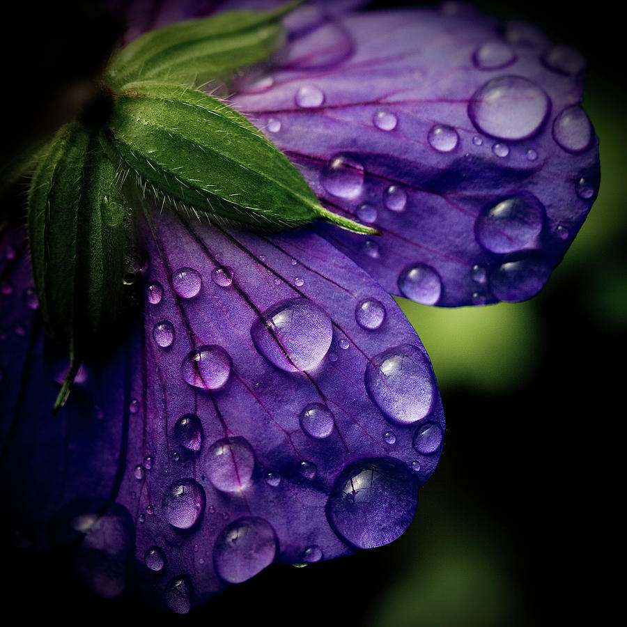 Closeup Of Purple Flower Photograph by Florence Barreau